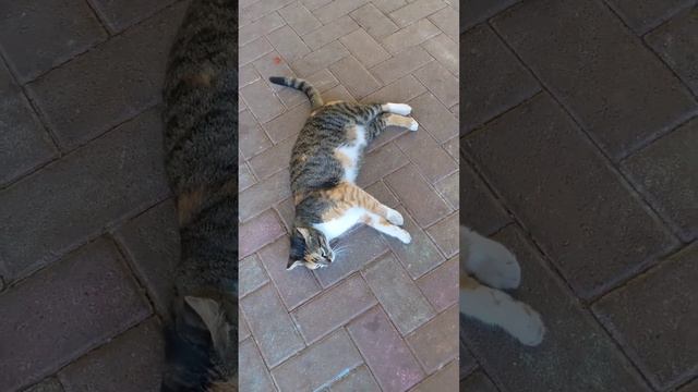 Черепаховая кошка с полосатым хвостом ? Calico cat with striped tail ?