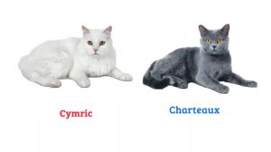 КОШКИ (CATS BREEDS WORLD1)