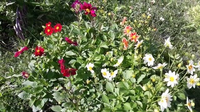 Однолетние георгины , что может быть проще ))) смотреть онлайн