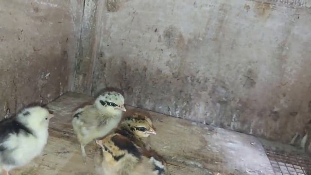 опять цыплята) держитесь) смотреть онлайн