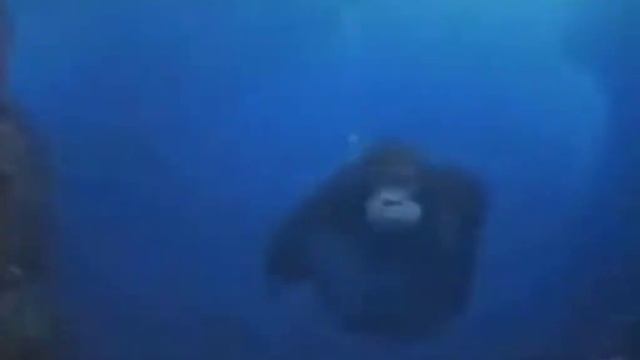 Обезьяна плавает под водой смотреть онлайн
