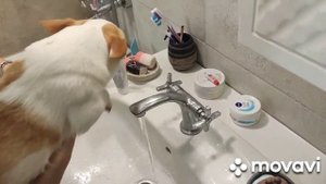 Чихуа Хуа, уход за лапками после прогулки