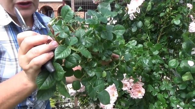 Как я обрезаю плетистую розу клаймбер после первого цветения