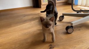 Котенок бурма окрас шоколад: первое знакомство :: Burma Kitten Kennenlernen