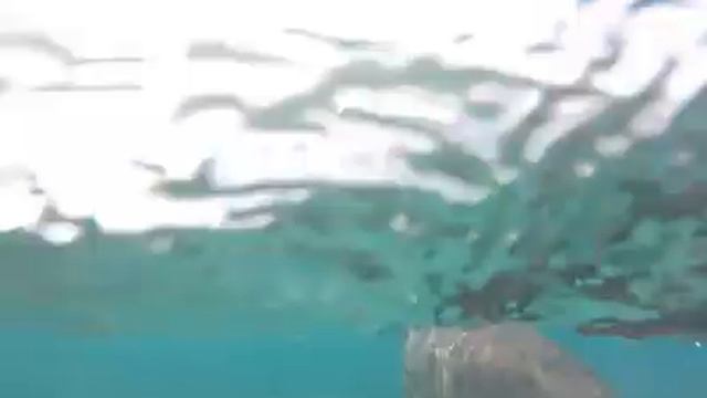 Марса-Алам с Феерией снорклинг с черепахами и морской коровой