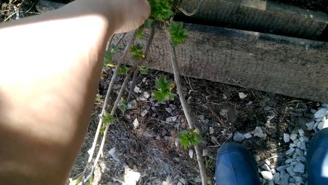 Красавица черная смородина на 27.05.18 смотреть онлайн