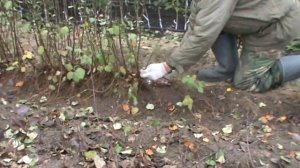 Клоновые подвои груши