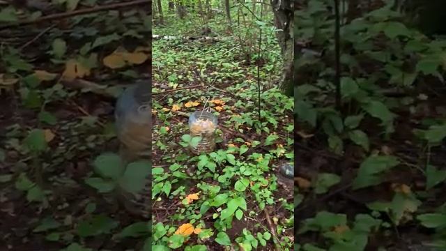 Бесконечность из лисичек смотреть онлайн