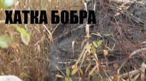 Хатка бобра.где живут бобры