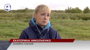 Таинственное исчезновение северного оленя расследуют в деревне Гилёва