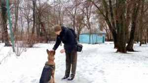 Немецкая овчарка Как дрессировать немецкую овчарку Занятие с немецкой овчаркой