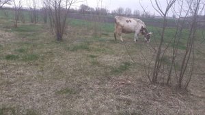Не отошел послед у коровы, что делать?