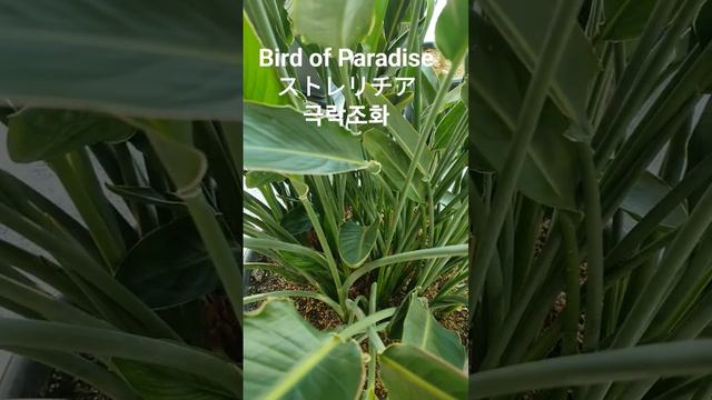 Strelitzia reginae/極楽鳥花/ゴクラクチョウバナ/ストレリチア レギネ 꽃말:"신비,영구불멸" #꽃이름 #flower #花の名前 #열대식물 #plant name #植物