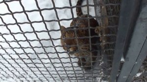 Леопард рычит! Прикол!!!