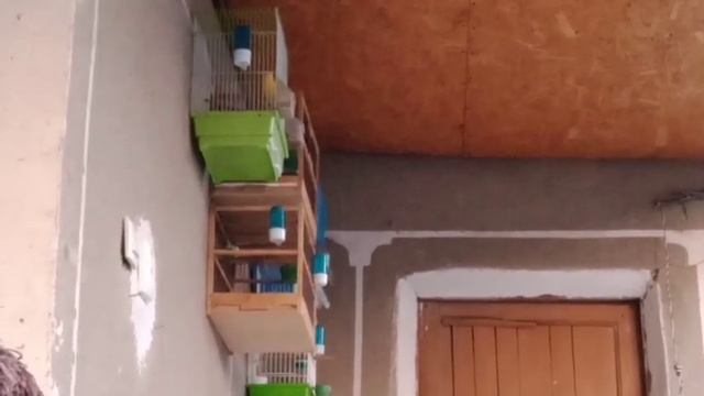 Канарейки пение. Пение кенаров.
