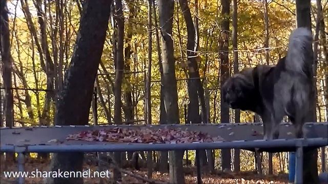 Shara Kennel's Sharplaninatz-Sarplaninac Dogs смотреть онлайн