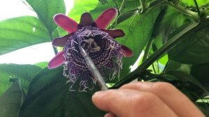 Passiflora Quadrangularis (Пассифлора Квадрангулярис)