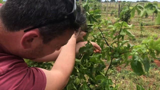 Granadilla (passion-fruit) fruit pruning смотреть онлайн