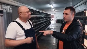 Разведение перепелов как бизнес. Вся правда о содержании перепелов. Яйцо или мясо