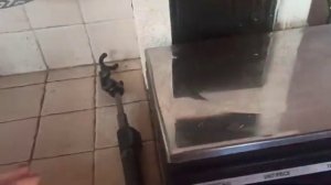 Забойный вес петушков мастер грей в 3 месяца, второе поколение.