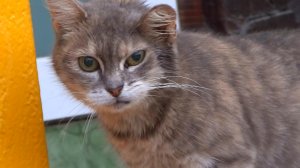 Из жизни кошек на улице
