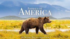 Animals of America 4K - Scenic Wildlife Film With Calming Musiс