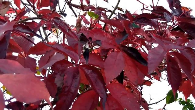Золотисто-багряная осень. Golden crimson autumn. Goldener Herbst.
