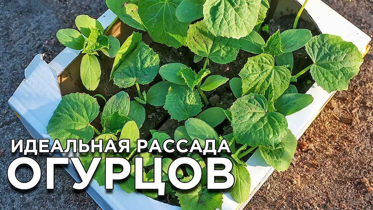 Правила идеальной рассады огурцов смотреть онлайн