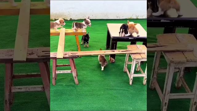 Голодные игры. Увлекательное и напряжённое видео