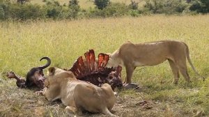 Львицы едят буйвола.Танзания