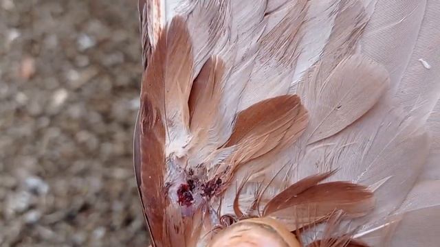 красный, раскрылся, , крылья в кровь смотреть онлайн