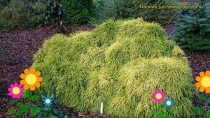 Кипарисовик горохоплодный Санголд. Краткий обзор, описание chamaecyparis pisifera Sungold