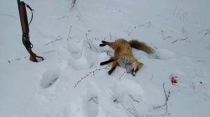 Охота на лисицу с манком.