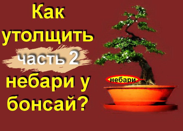 2.Как утолщить небари у Бонсай Часть 2