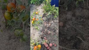 Урожай картошки под сеном.