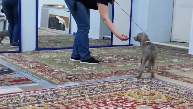 PUL 055 СЕРЕБРЯНАЯ ПУЛЯ ЗЕНА БРАЙТ БАРРЕТТ смотреть онлайн