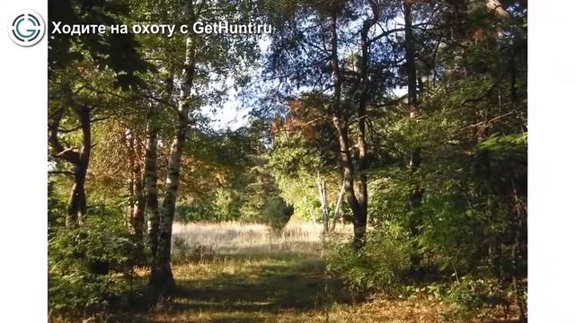 Охота в Саратовской области – Охотхозяйство СОООиР Екатериновcкого района охота на лося