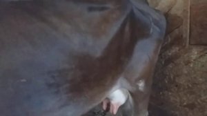 Ящур у коров!Ждём ветеринара...