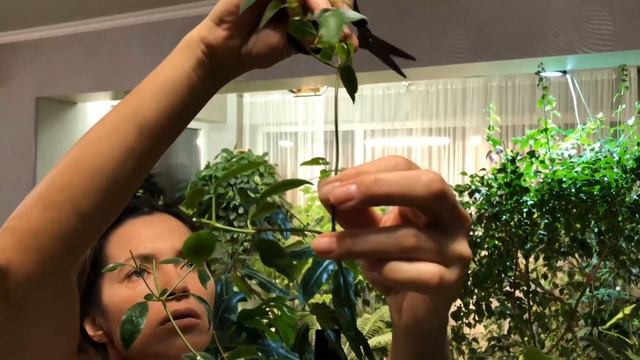 МАНДЕВИЛЛА ИЛИ ДИПЛАДЕНИЯ ОБРЕЗКА И УХОД В ЗИМУ 4К смотреть онлайн