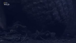 Nat Geo Wild_ Дикая природа Тайваня_ Остров джунглей 2018