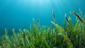 Выращивать Водоросли Спирулина как бизнес идея