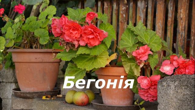 Кімнатні рослини, які очищують повітря та нейтралізують шкідливі частки смотреть онлайн