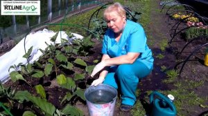 Подкормка баклажана в открытом грунте. Выращивание баклажанов.