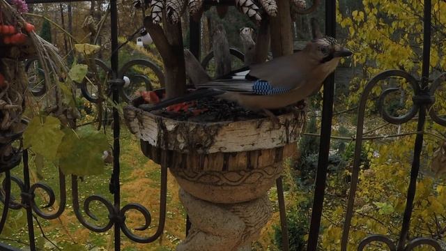 Птичья столовая , природа, кормушки птички смотреть онлайн