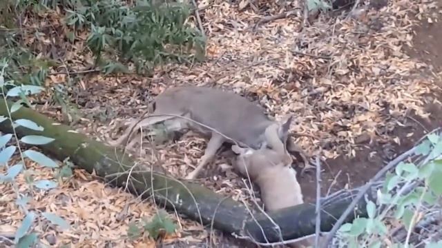 leopard Vs Puma concolor Leopard Attack Puma concolor to dispute the prey in the Mountain YouTube смотреть онлайн