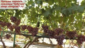 Виноград Рождественский - вкус чудесный и может хранится в подвалах до 8 марта.