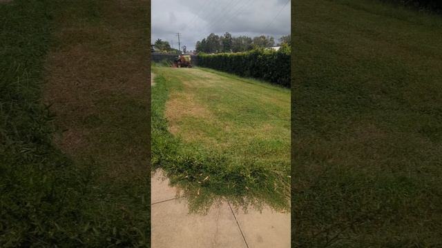 Mowing over grown lawn with a Gianni Ferrari