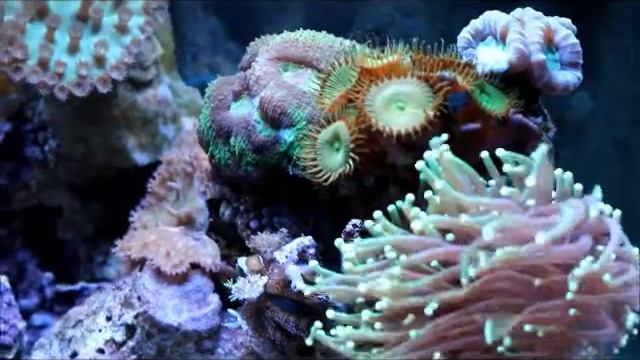 Аквариум MIRABELLO 60литров смотреть онлайн