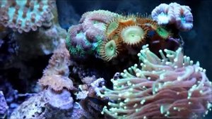 Аквариум MIRABELLO 60литров