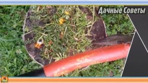 БАРХАТЦЫ как удобрение Великолепные СИДЕРАТЫ и зеленое удобрение Настоящая ПОЛЬЗА в саду и огород